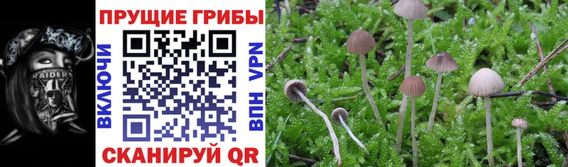 Псилоцибиновые грибы прущие грибы купить наркоту Кисловодск